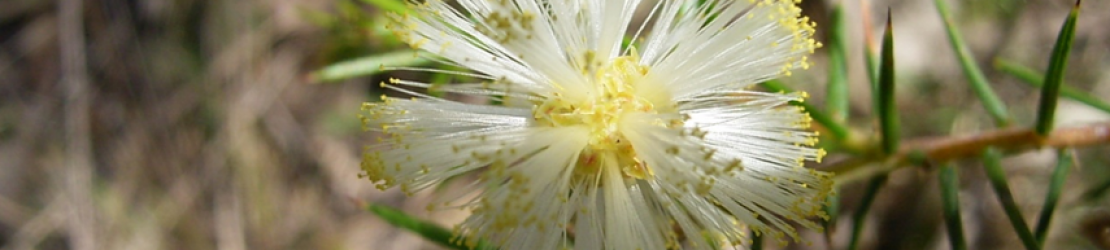 Hunter Indigenous Plants